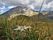 47 Leontopodium alpinum (Stella alpina) su Cima Foppazzi versante nord con vista in Pizzo Arera